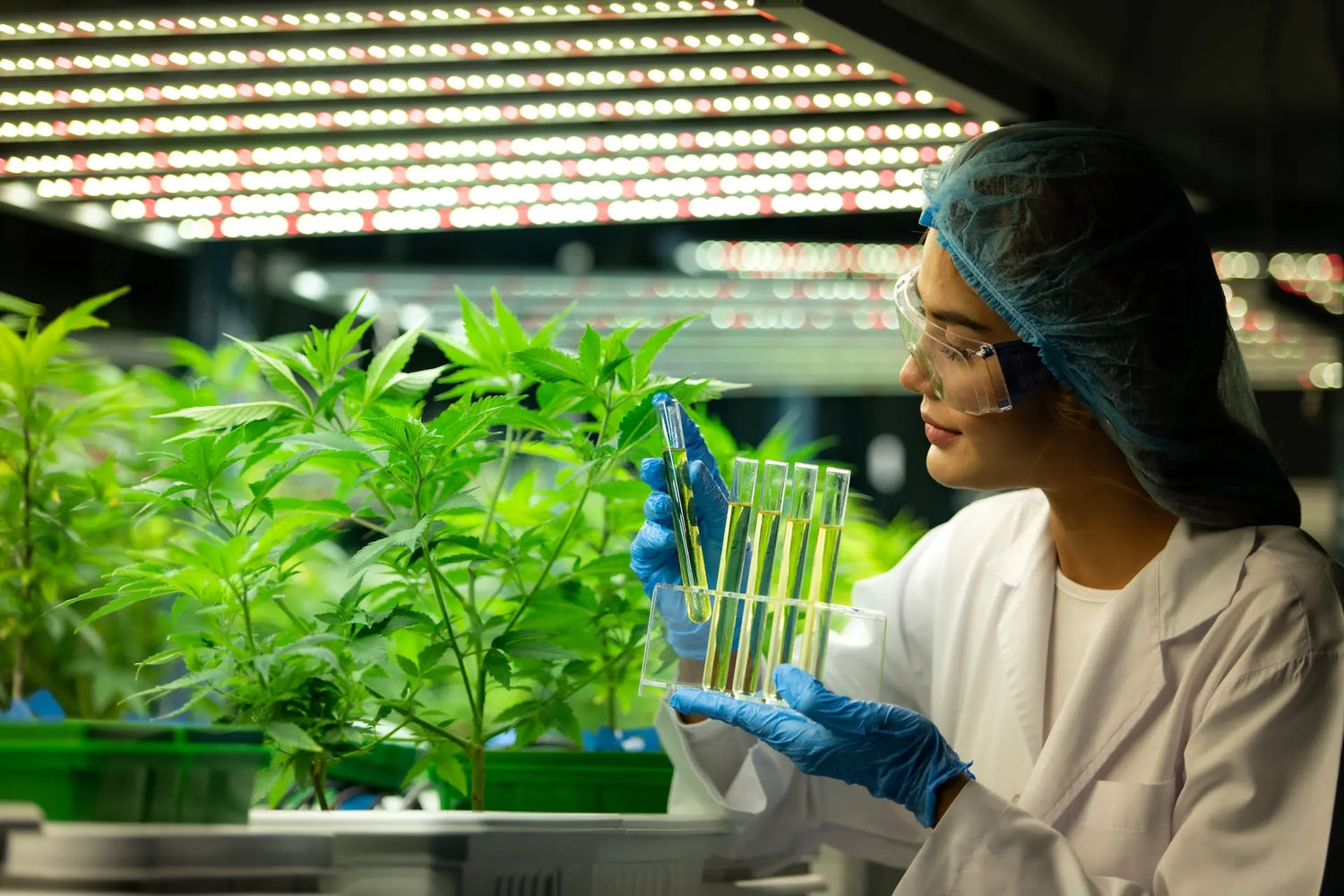 The USDA's Ultimatum: Grow Hemp or Marijuana Siesta G Dispensary