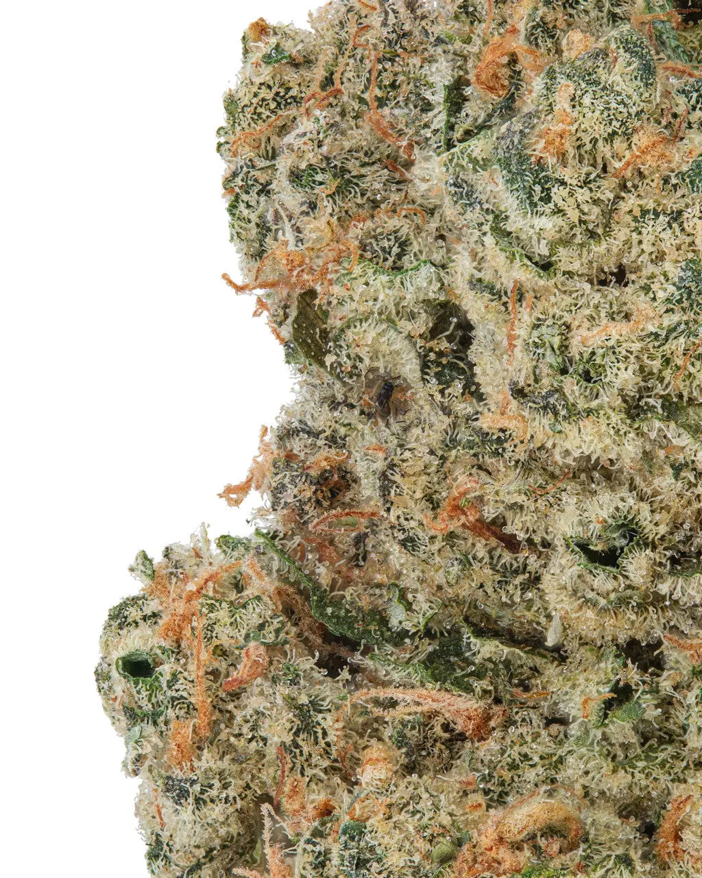 Premium Flower 9LB Hammer Hybrid/Indica Alternative Health Distributioin Siesta G Dispensary