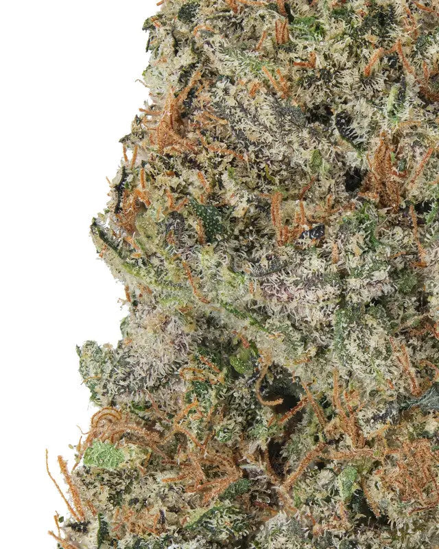 Premium Flower Blue Dream Sativa Siesta G Siesta G Dispensary