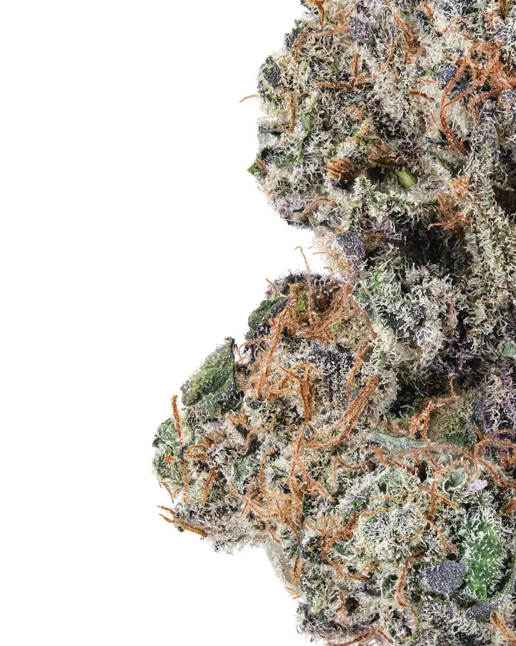 Premium Flower Blueberry Muffin Hybrid Pre-roll Siesta G Dispensary Siesta G Dispensary