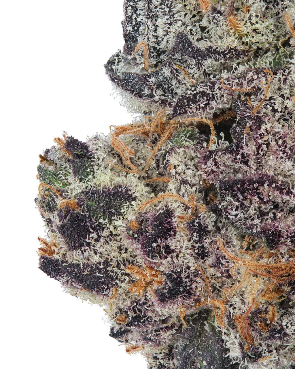 Premium Flower Blueberry Muffin Hybrid Close Up Siesta G Siesta G Dispensary