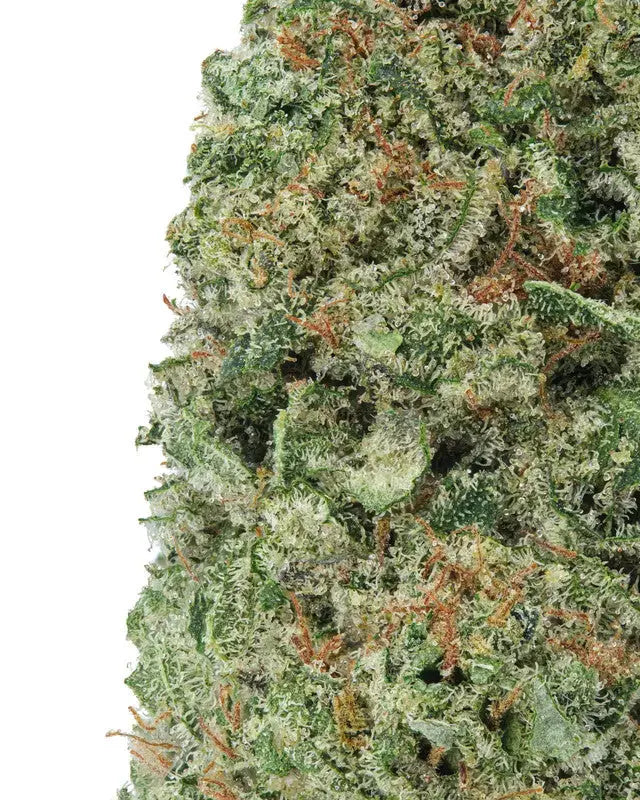 Premium Flower Cherry Pie Exotic - Indica Budzburn Siesta G Dispensary