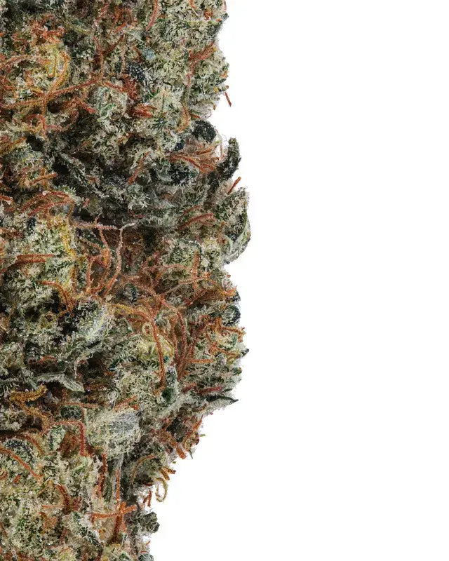 Grapefruit Indoor WNC CBD