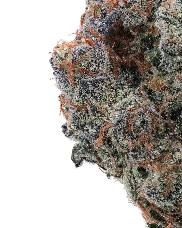 Grape Gas Exotic Hybrid Pre-roll