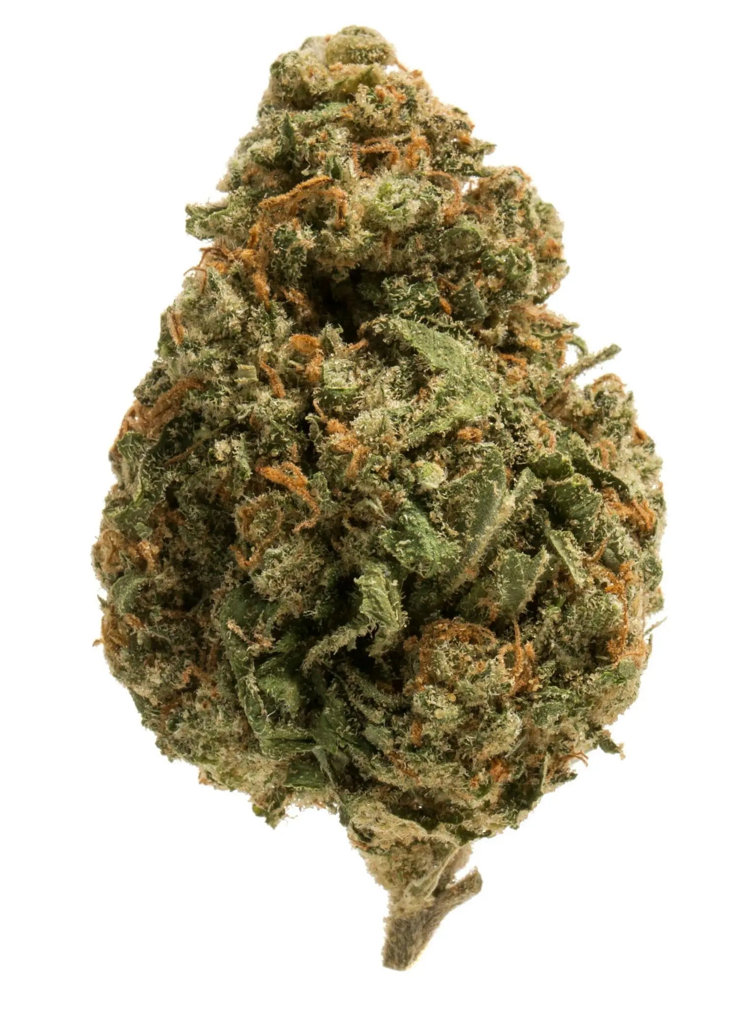 Premium Flower Garfield Hybrid Flow State Siesta G Dispensary