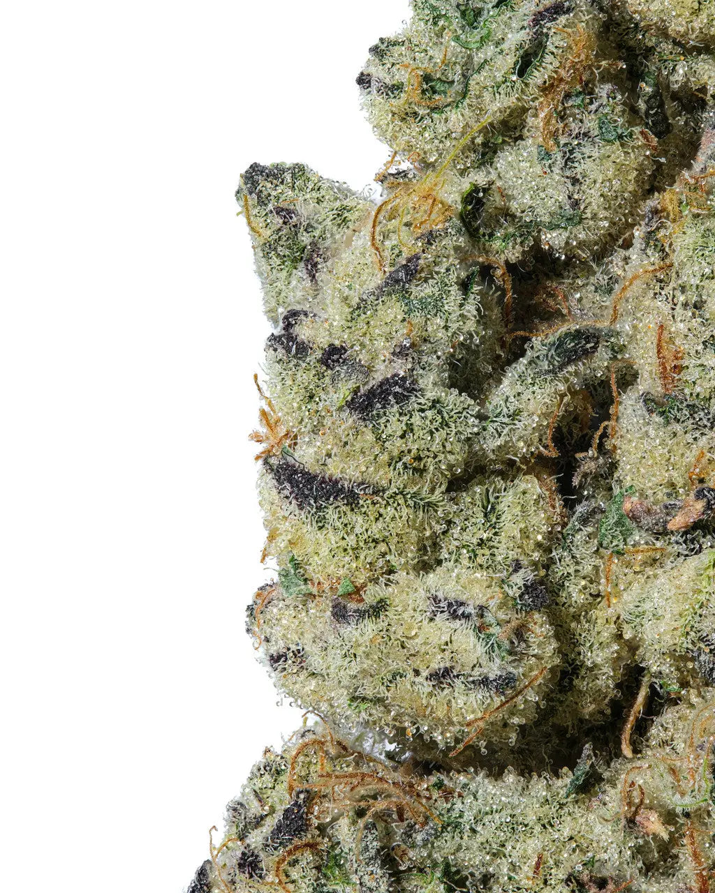 Premium Flower Garlic Cocktail Indica Siesta G Siesta G Dispensary