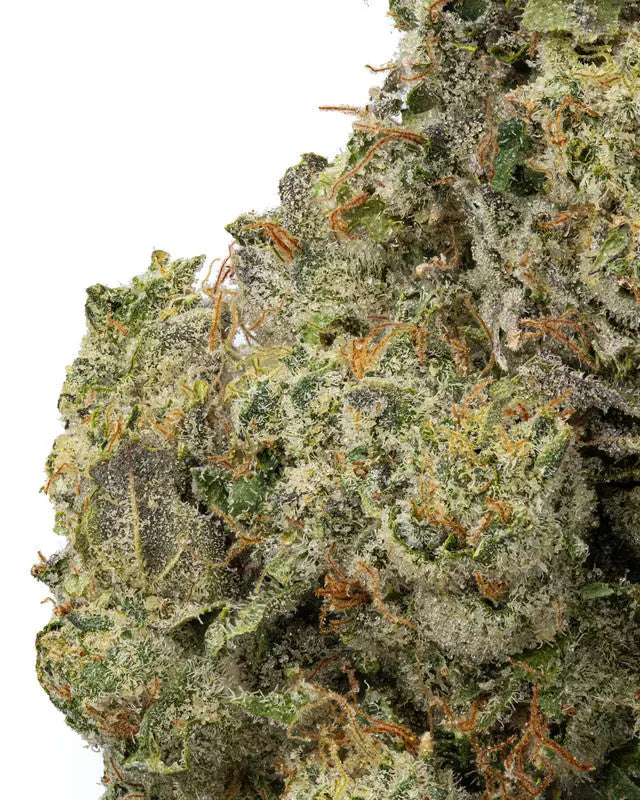 Premium Flower Grape Ape Indica Alternative Health Distributioin Siesta G Dispensary