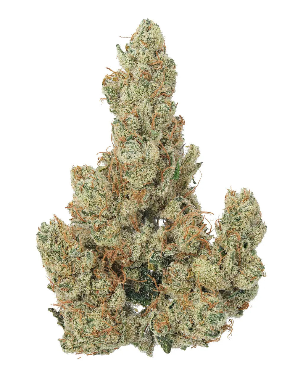 Premium Flower Grapefruit CBD Flower Siesta G Siesta G Dispensary