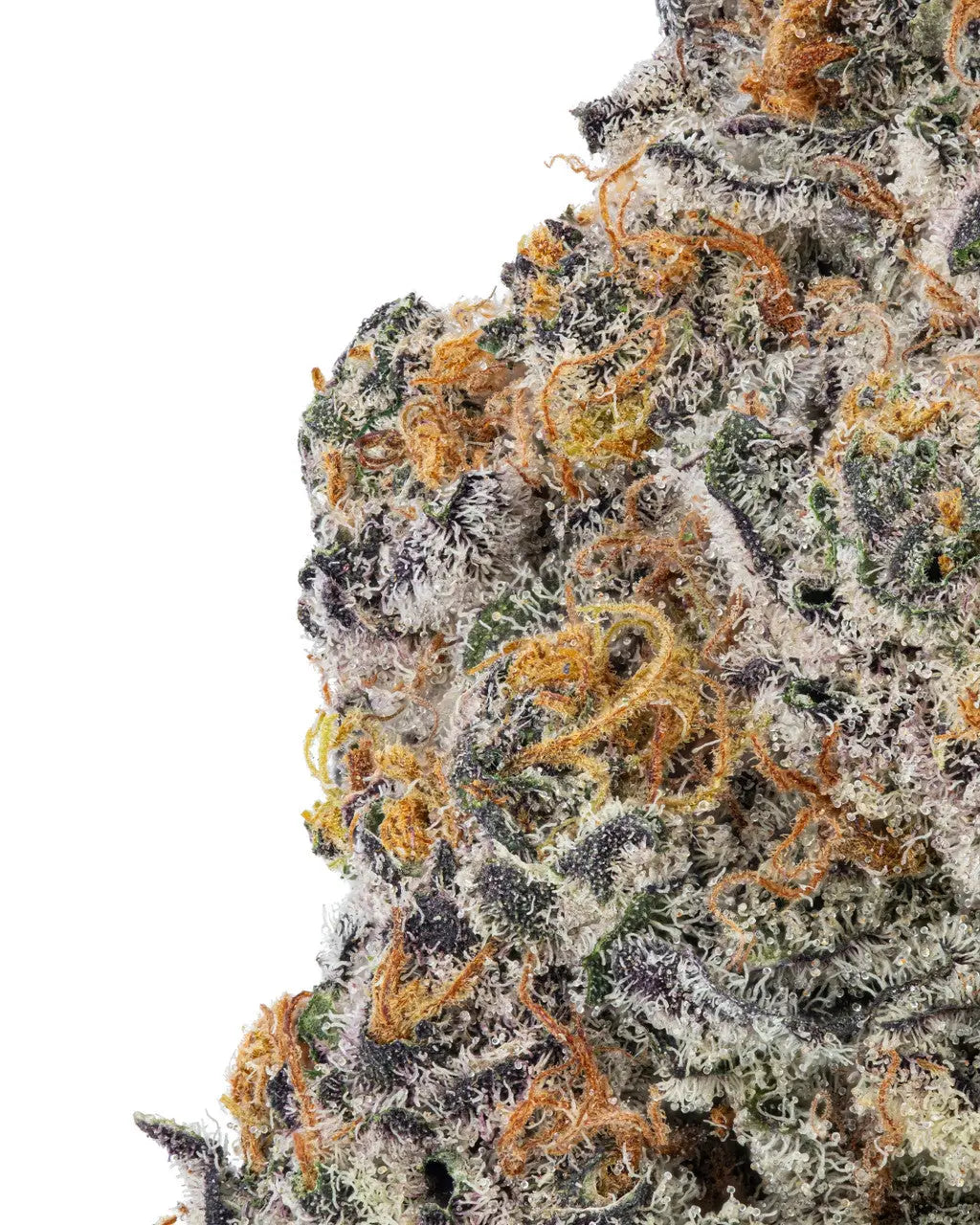 Premium Flower Guarana - Indica KCMMM LLC Siesta G Dispensary