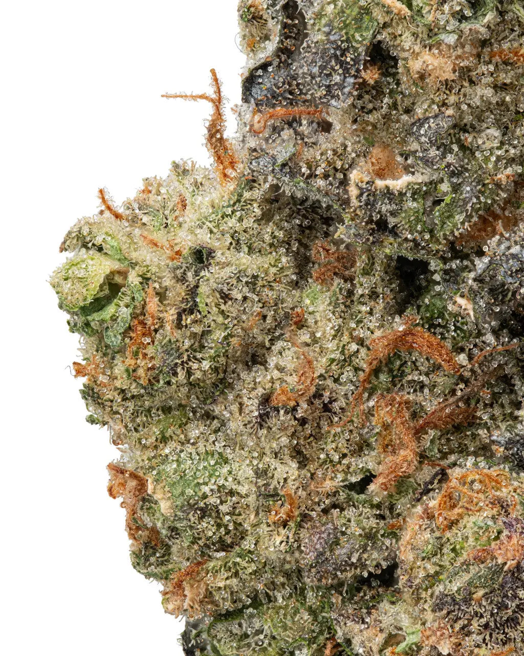 Premium Flower Italian Ice Hybrid Budzburn Siesta G Dispensary