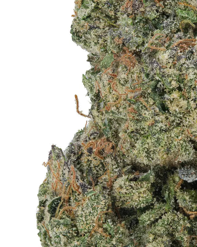 Jealousy Exotic Siesta G Dispensary Siesta-G