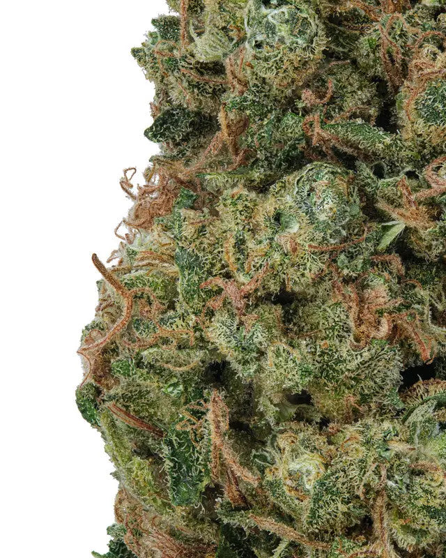 Lemon Apricot Siesta G Siesta G Dispensary