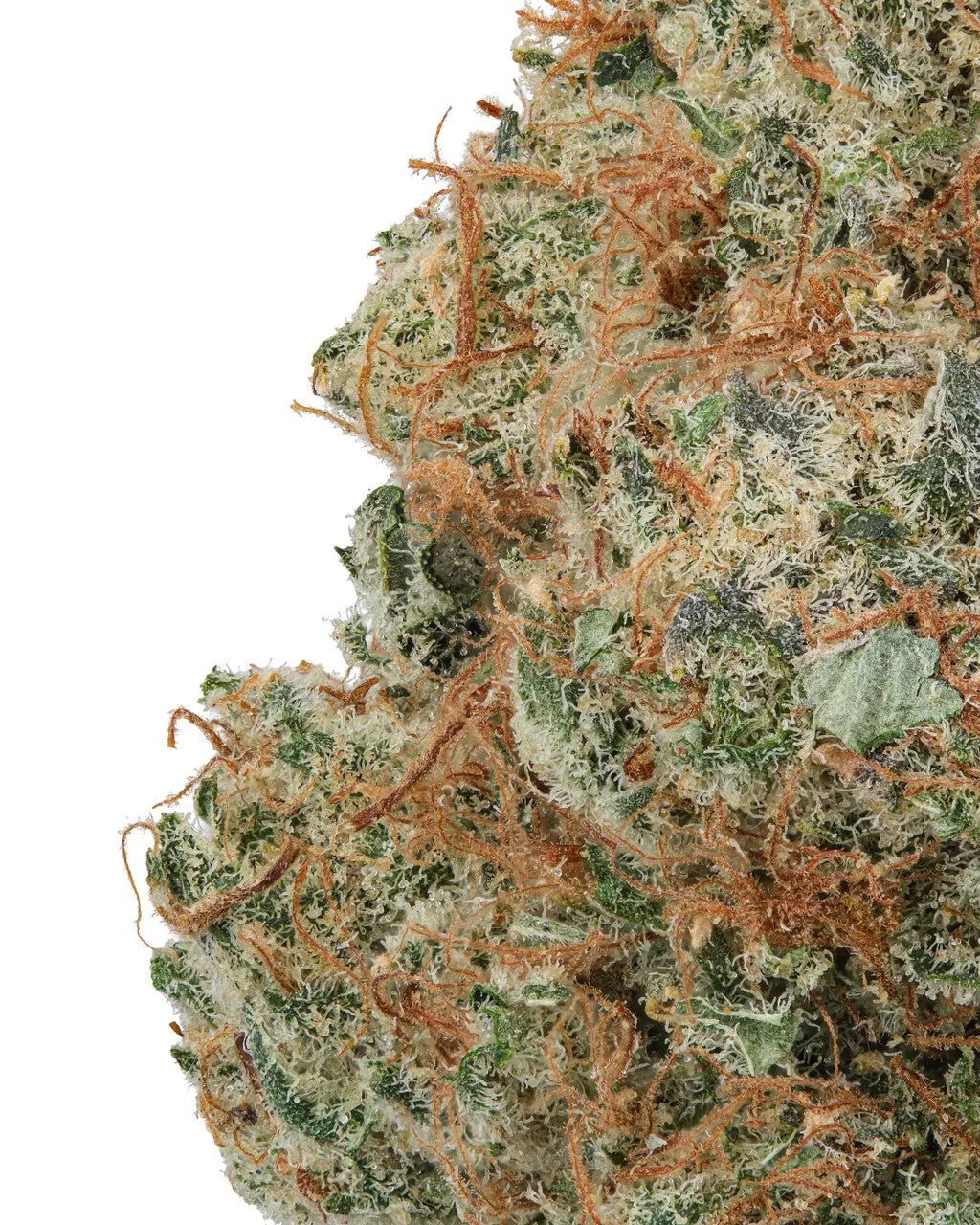 Premium Flower Orange Creamsicle Sativa Flow State Siesta G Dispensary