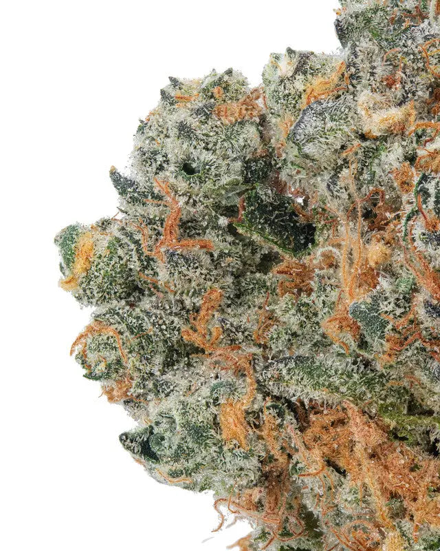 Premium Flower Rainbow Sherbert 11 AKA RS11 Siesta G Dispensary Siesta-G