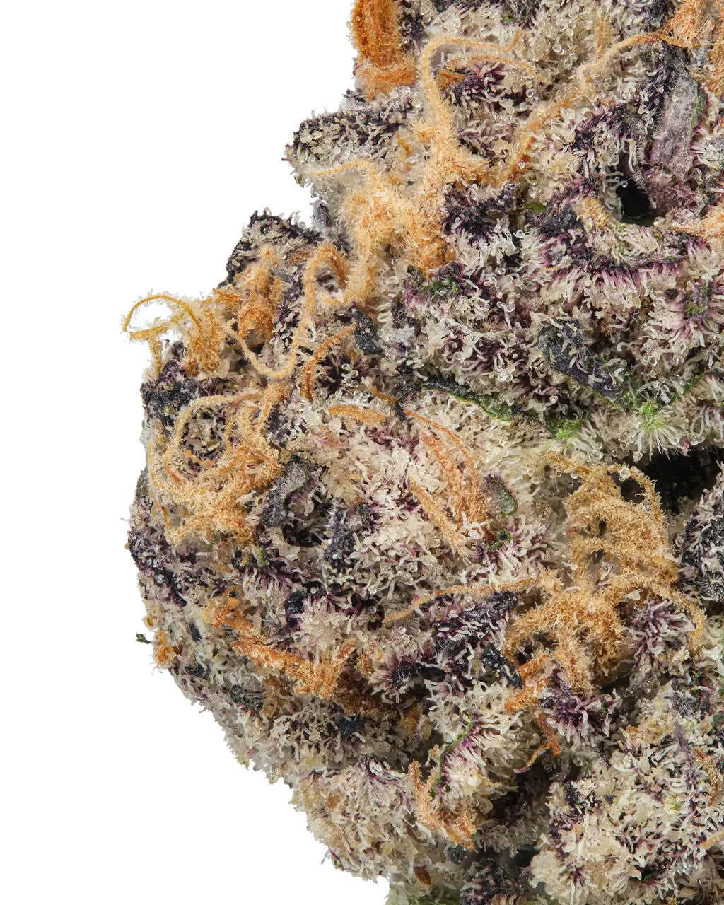 Premium Flower Razzle Berry Kush Indica Siesta G Siesta G Dispensary