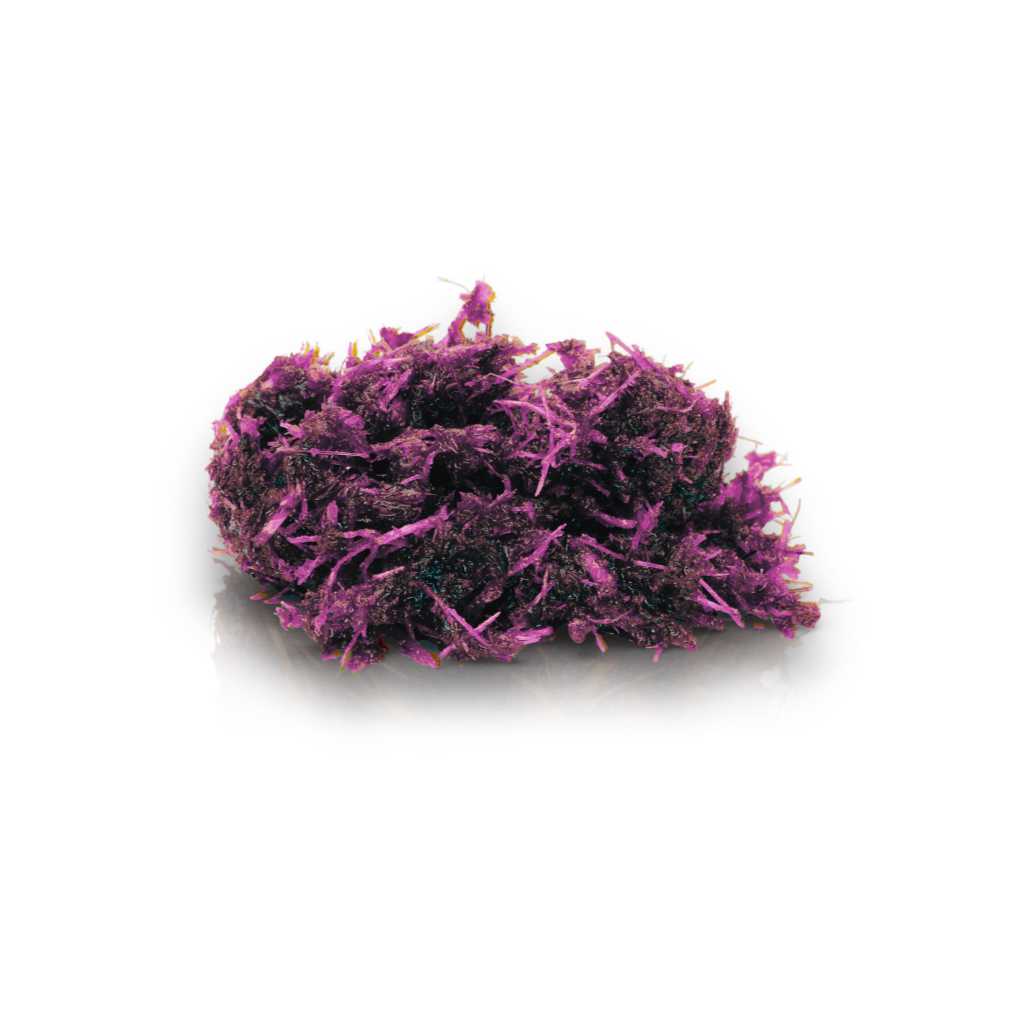 Shisha Infused Delta 8 950mg Cool Grape Siesta-G