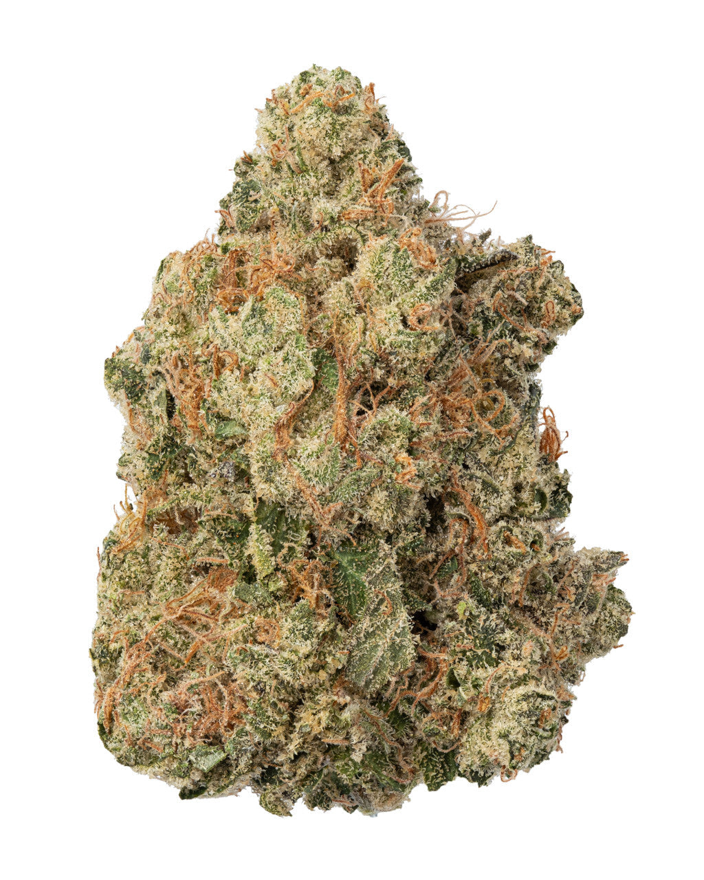 Premium Flower Strawberry Guava Hybrid Siesta G Siesta G