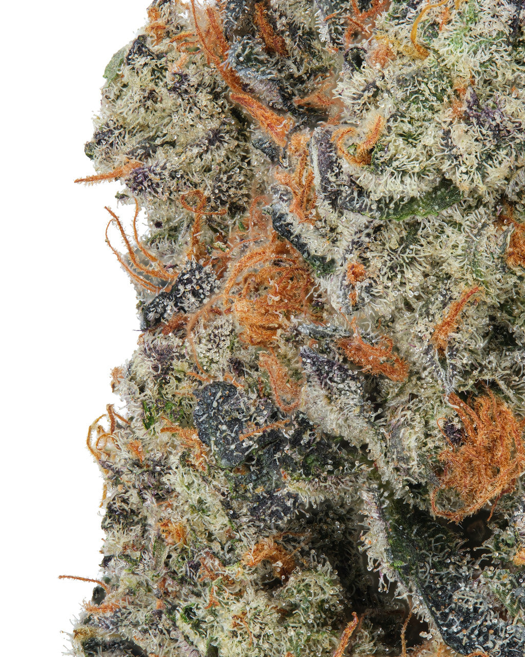 Strawpicana Hybrid