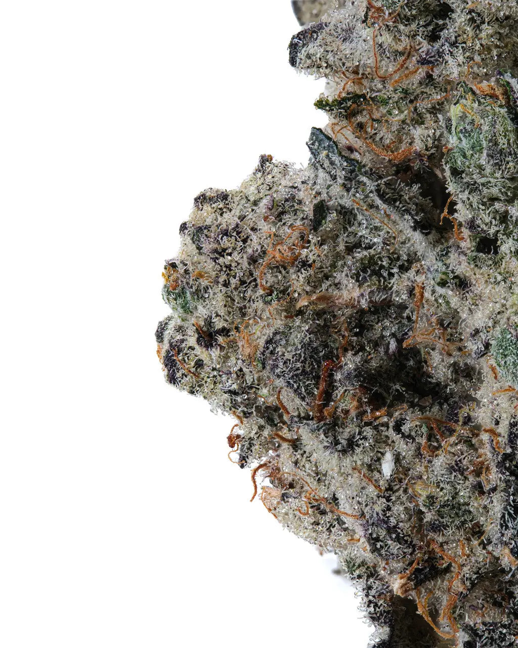 THCa Girl Scout Cookies Indoor Living Soil WNC CBD