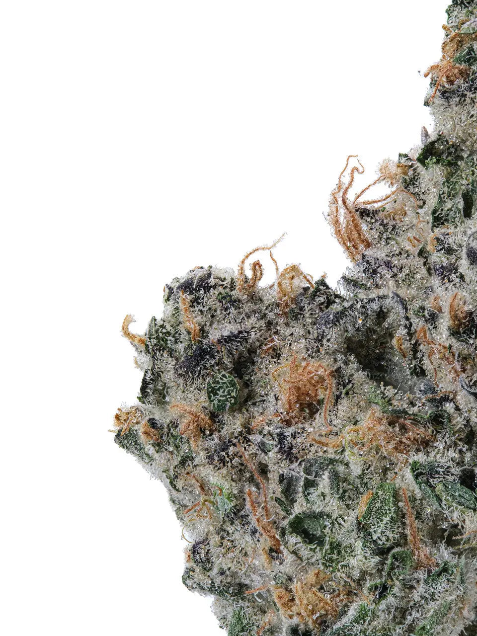 THCa Tangerine Dream Indoor Living Soil Siesta G