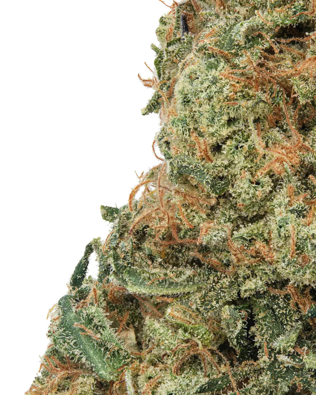 Premium Flower Tahoe OG Siesta G Siesta G Dispensary