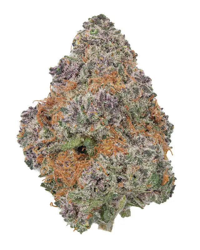 Premium Flower Tropicana Cookies Sativa Siesta G Dispensary Siesta G Dispensary