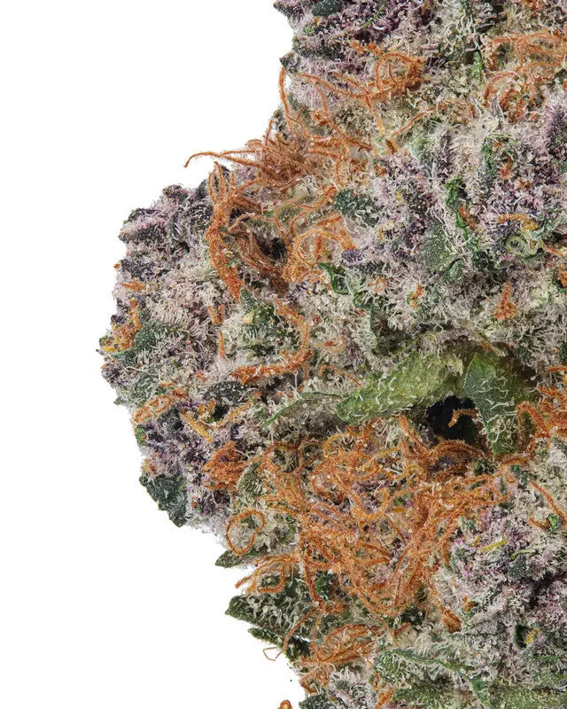 Premium Flower Tropicana Cookies Sativa Siesta G Dispensary Siesta G Dispensary