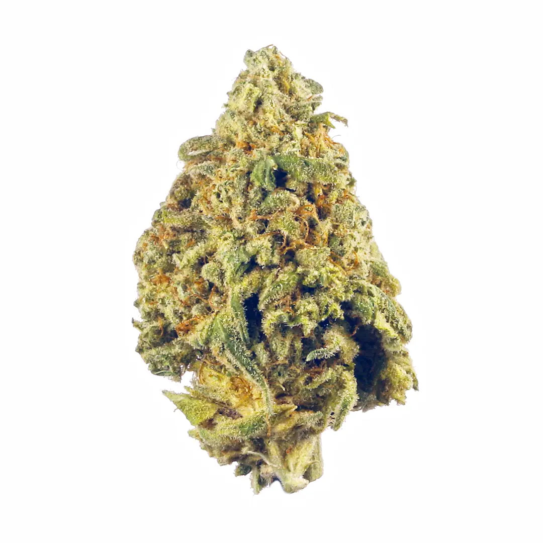 Premium Flower Tropicana Diesel Siesta G Siesta G Dispensary