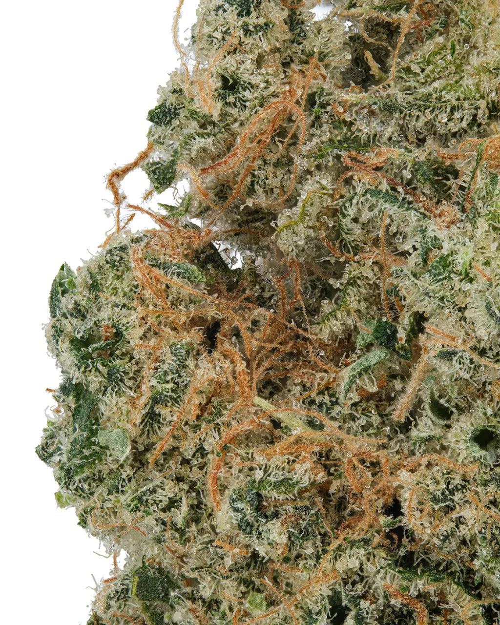 Premium Flower Yellow Rose Hybrid Siesta G Siesta G Dispensary