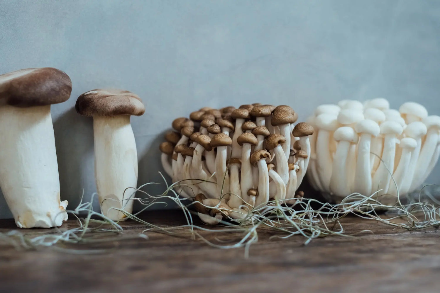 Ancient Chinese Medicine and Functional Mushrooms: What you Need to Know Siesta G Dispensary