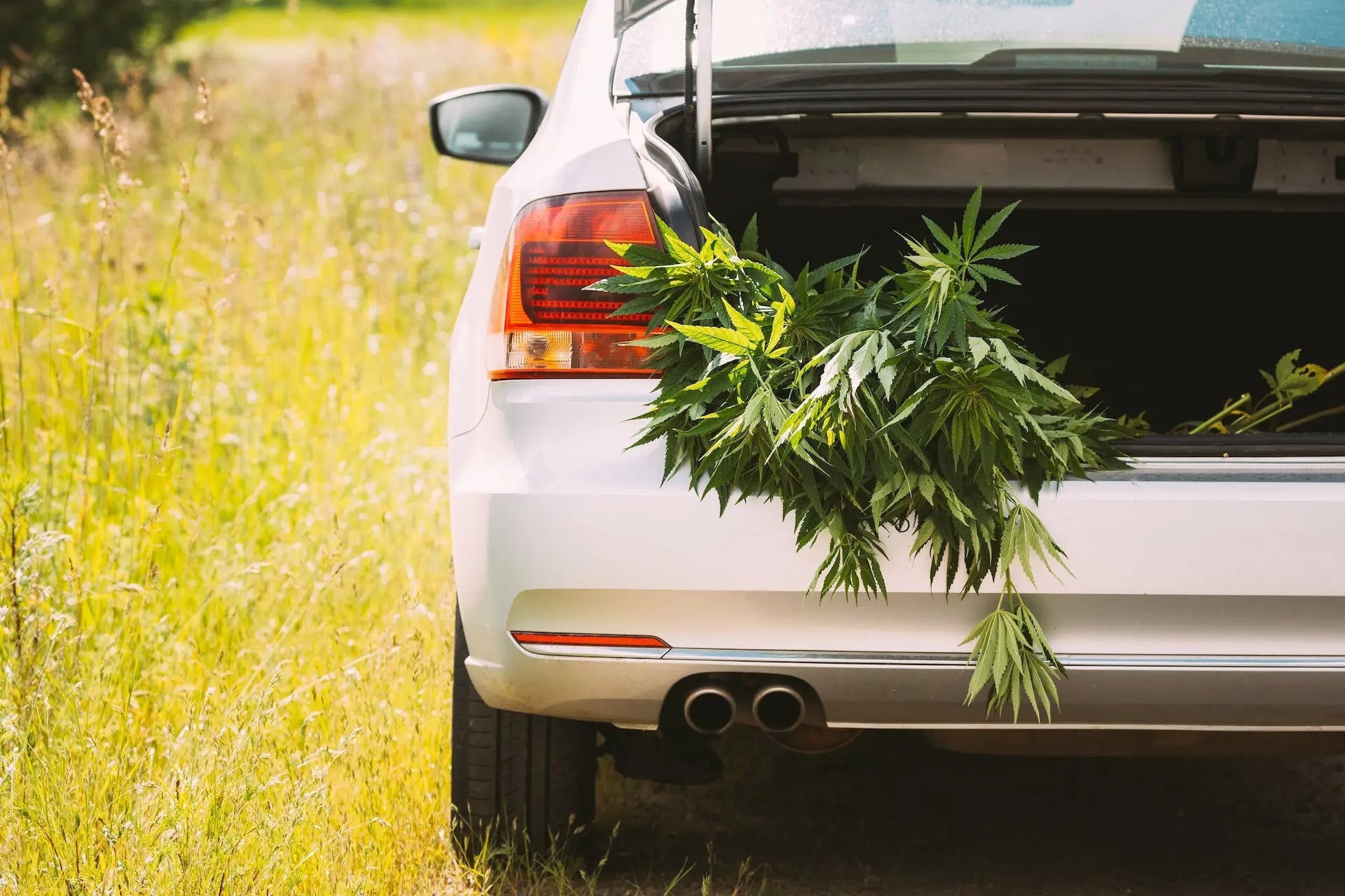 FBI Data: Cannabis-Related Arrests in U.S. Increased in 2022 Siesta-G