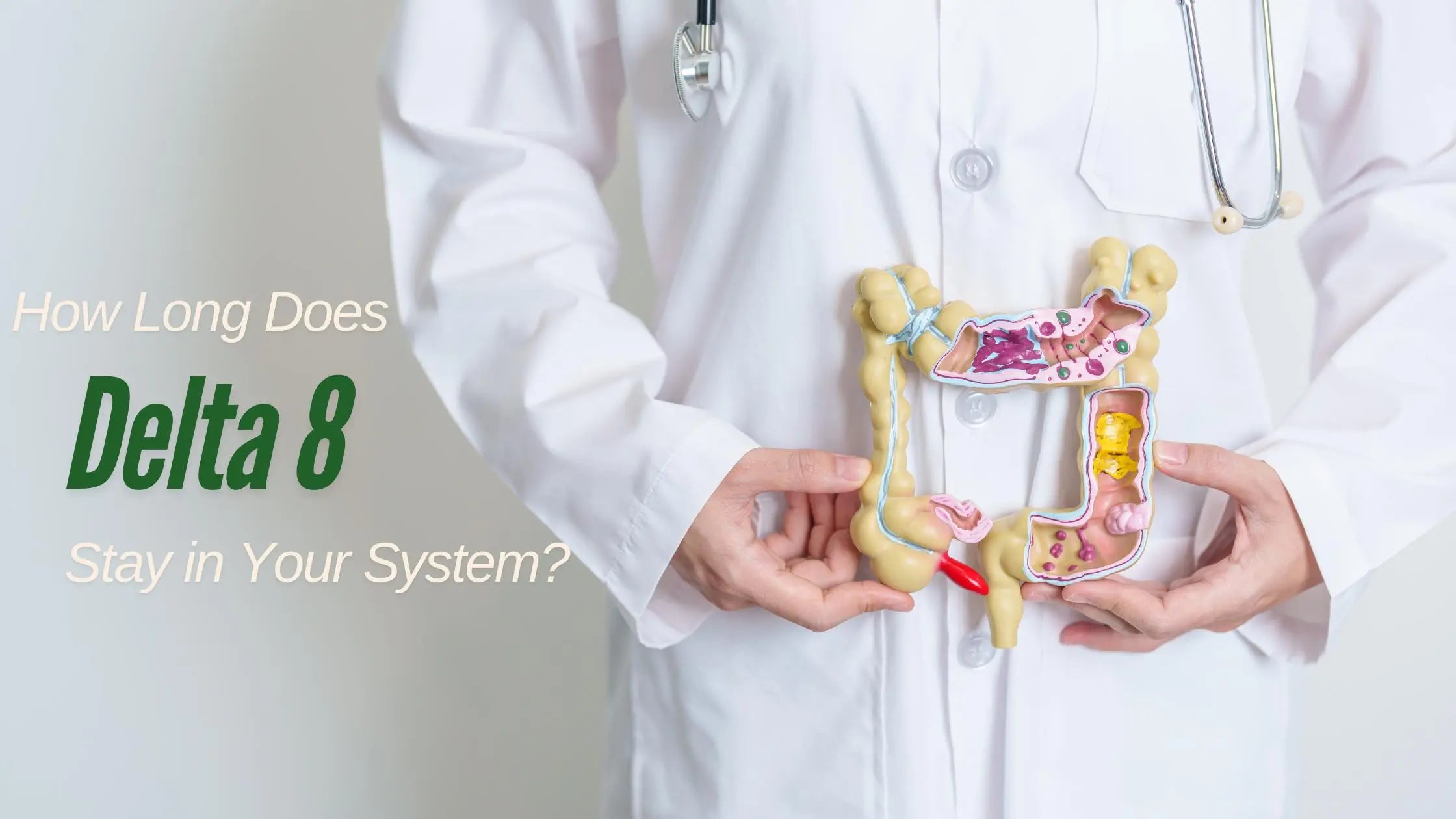 How Long Does Delta-9 Stay In Your System Urine Test How Long Does Delta-8 Stay in Your System for a Urine Test? – Siesta G