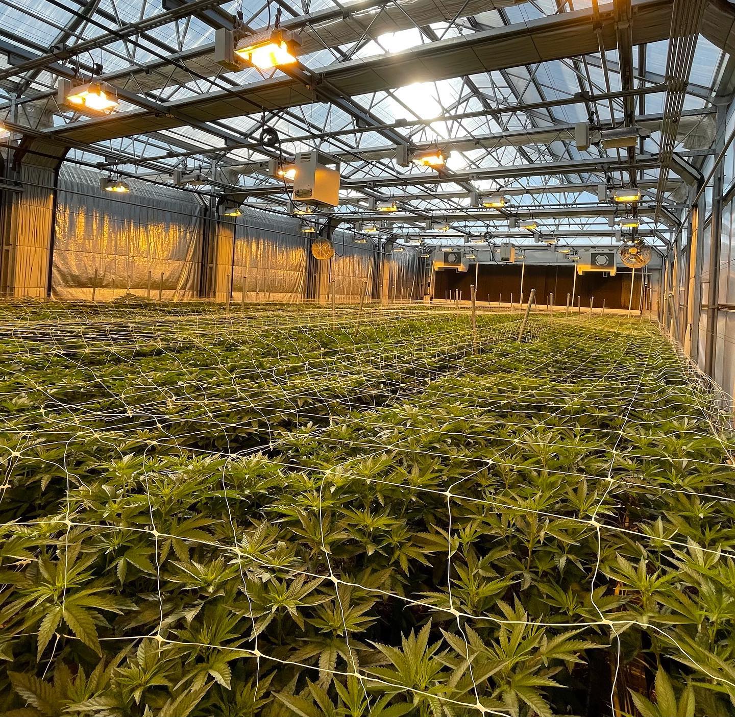 Hemp Farm Bill 2025
