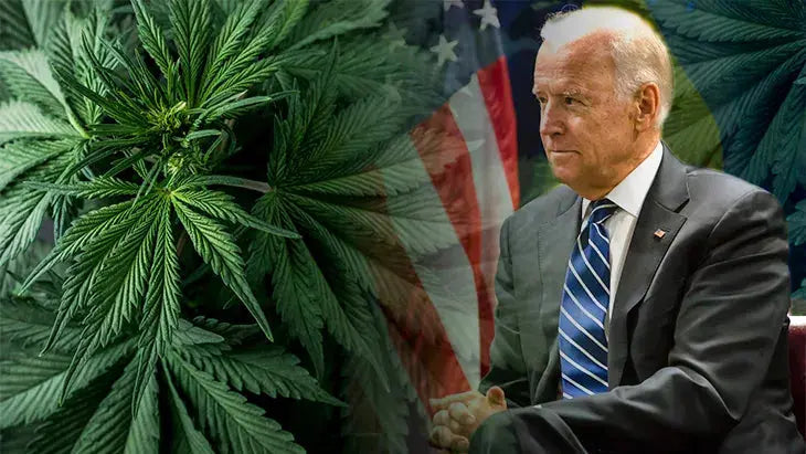 The Urgent Need for Biden to Deschedule Cannabis Siesta-G