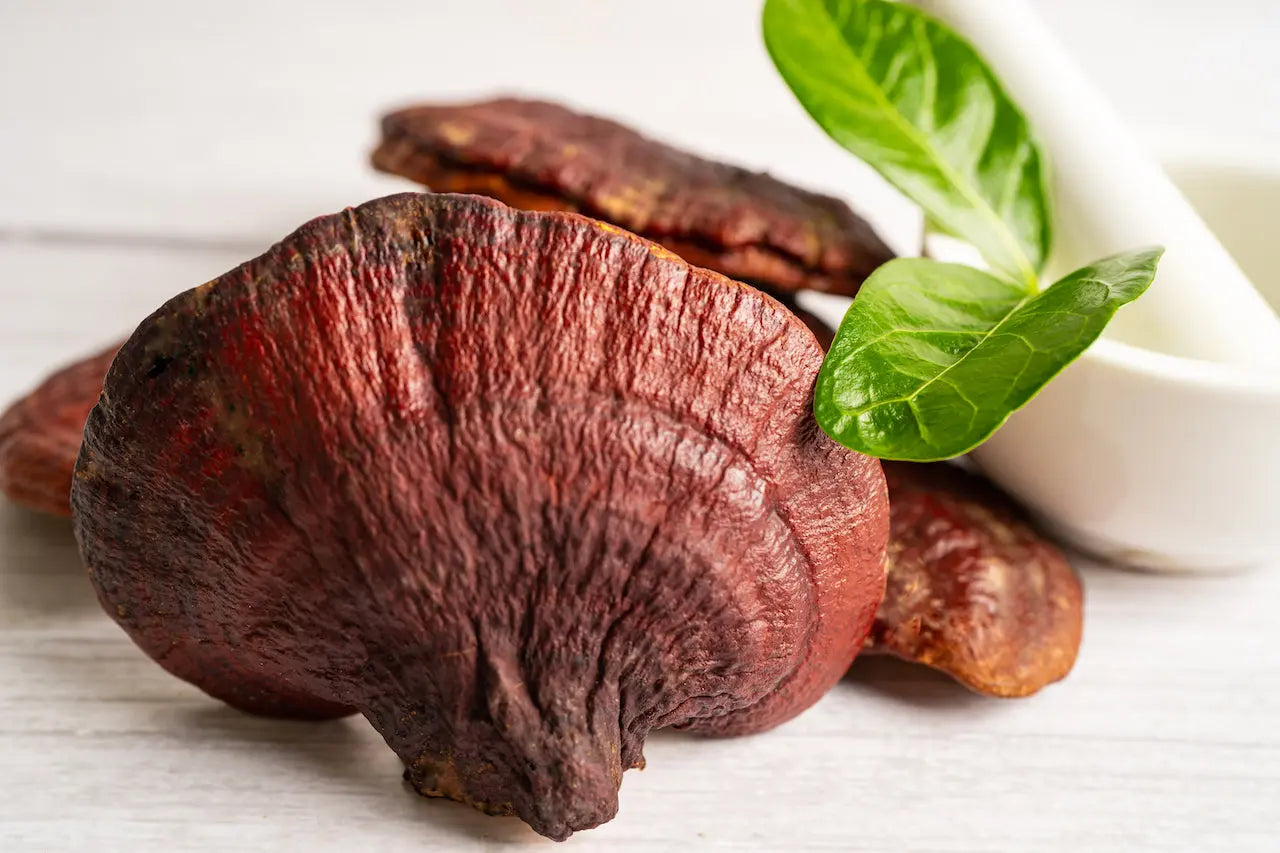 Why You Should Consider Reishi Mushroom Supplement for Everyday Use Siesta-G