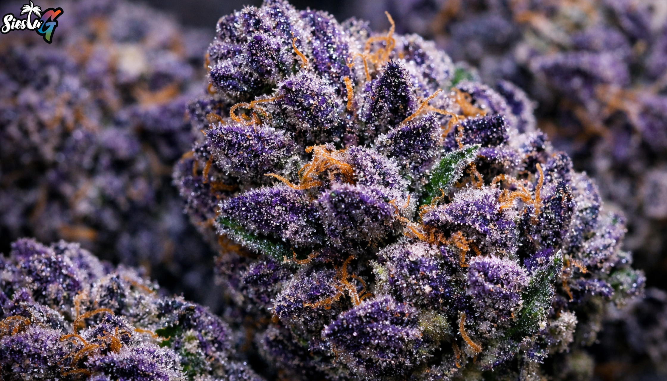 purple tesla strain