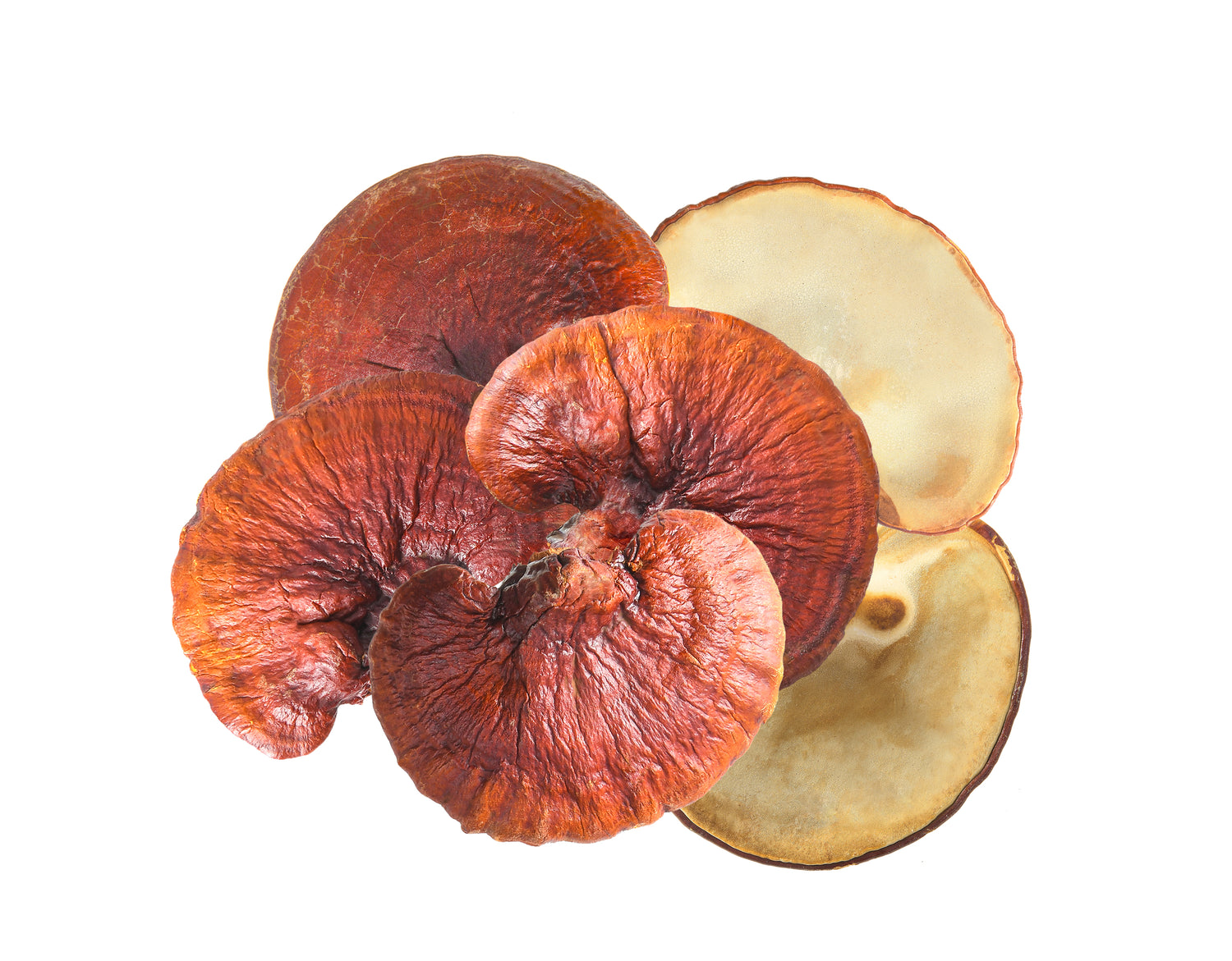 Mushrooms Siesta-G