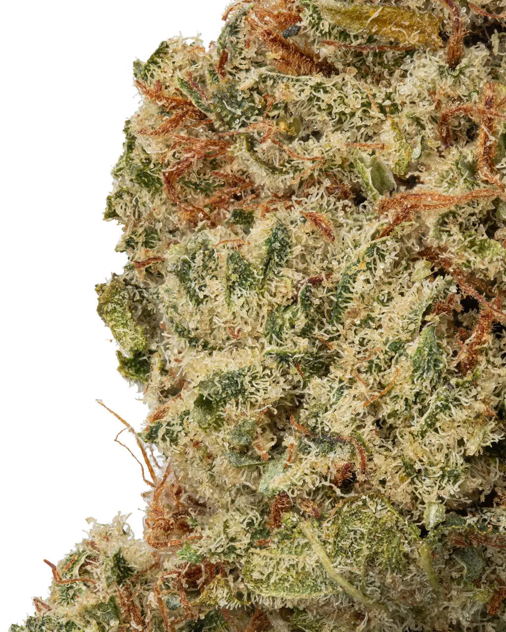 Premium Flower Acapulco Gold Sativa Siesta G Siesta G Dispensary