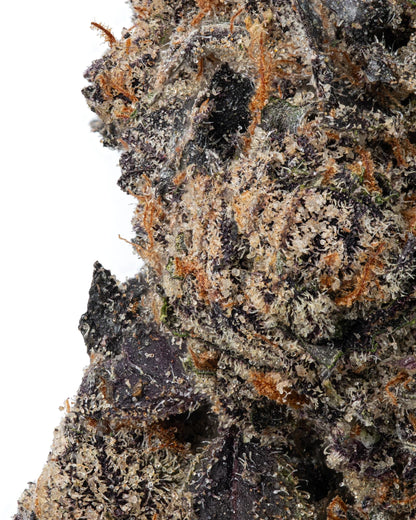Black Current Indica