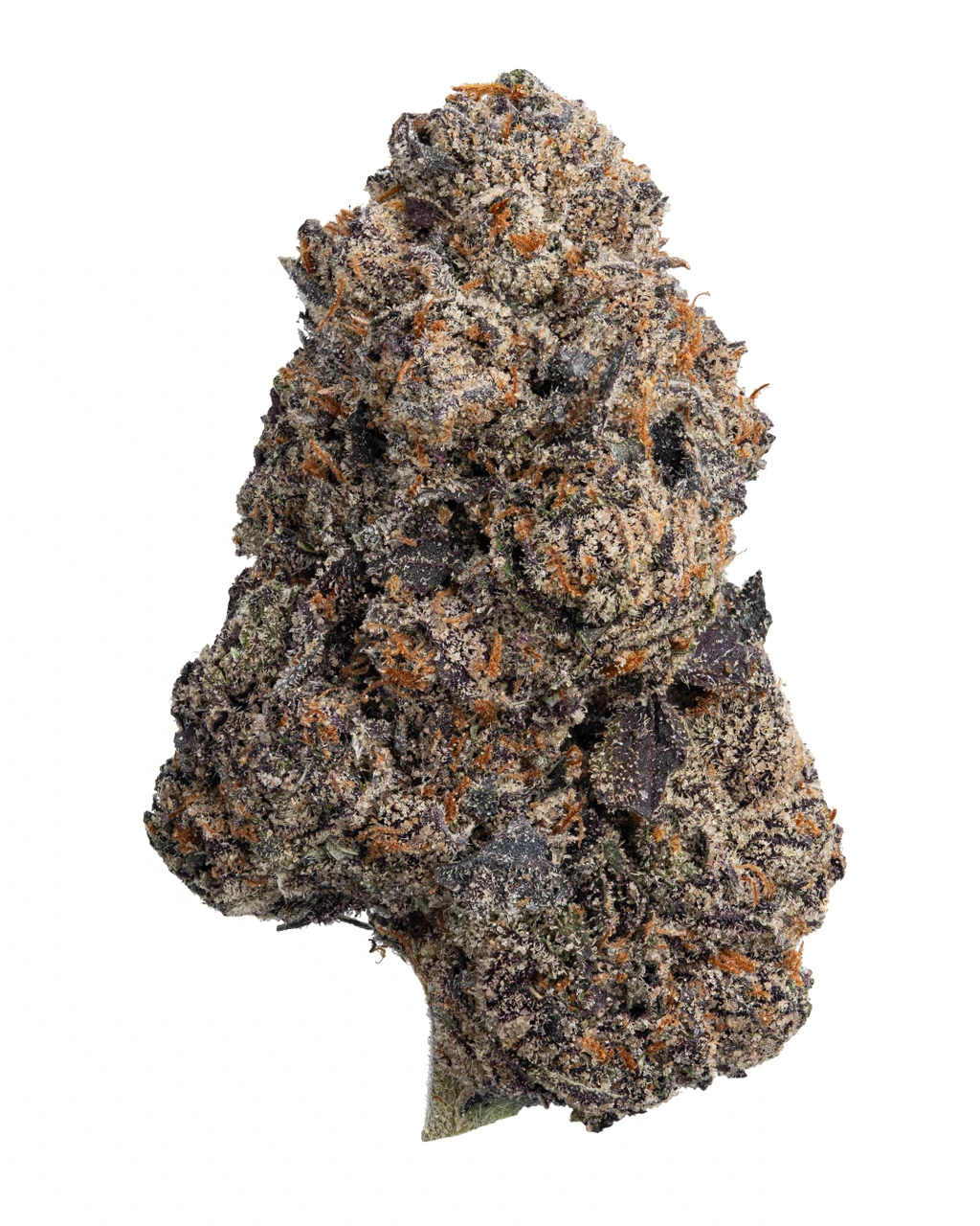 Black Current Indica