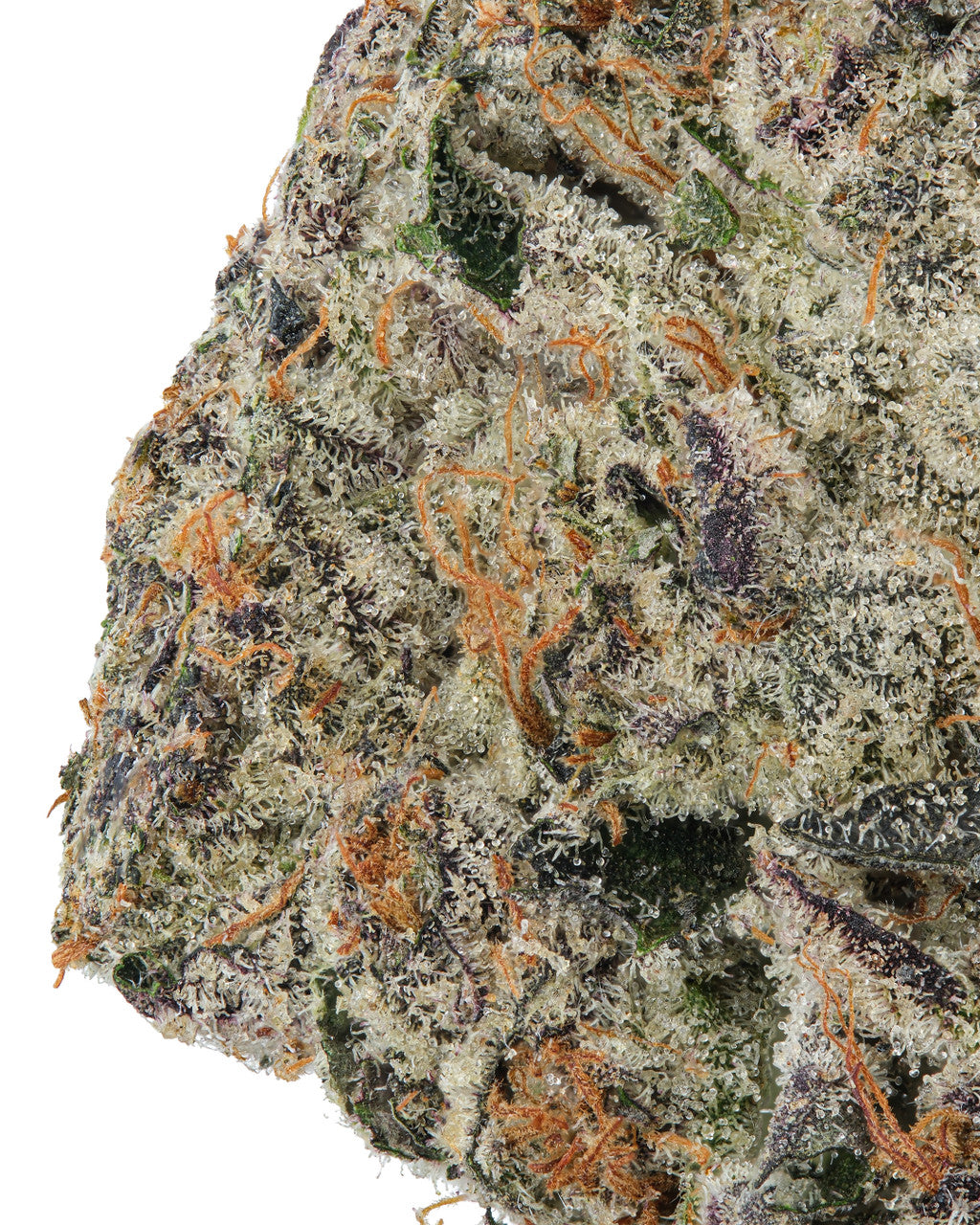 Black Ice Indica