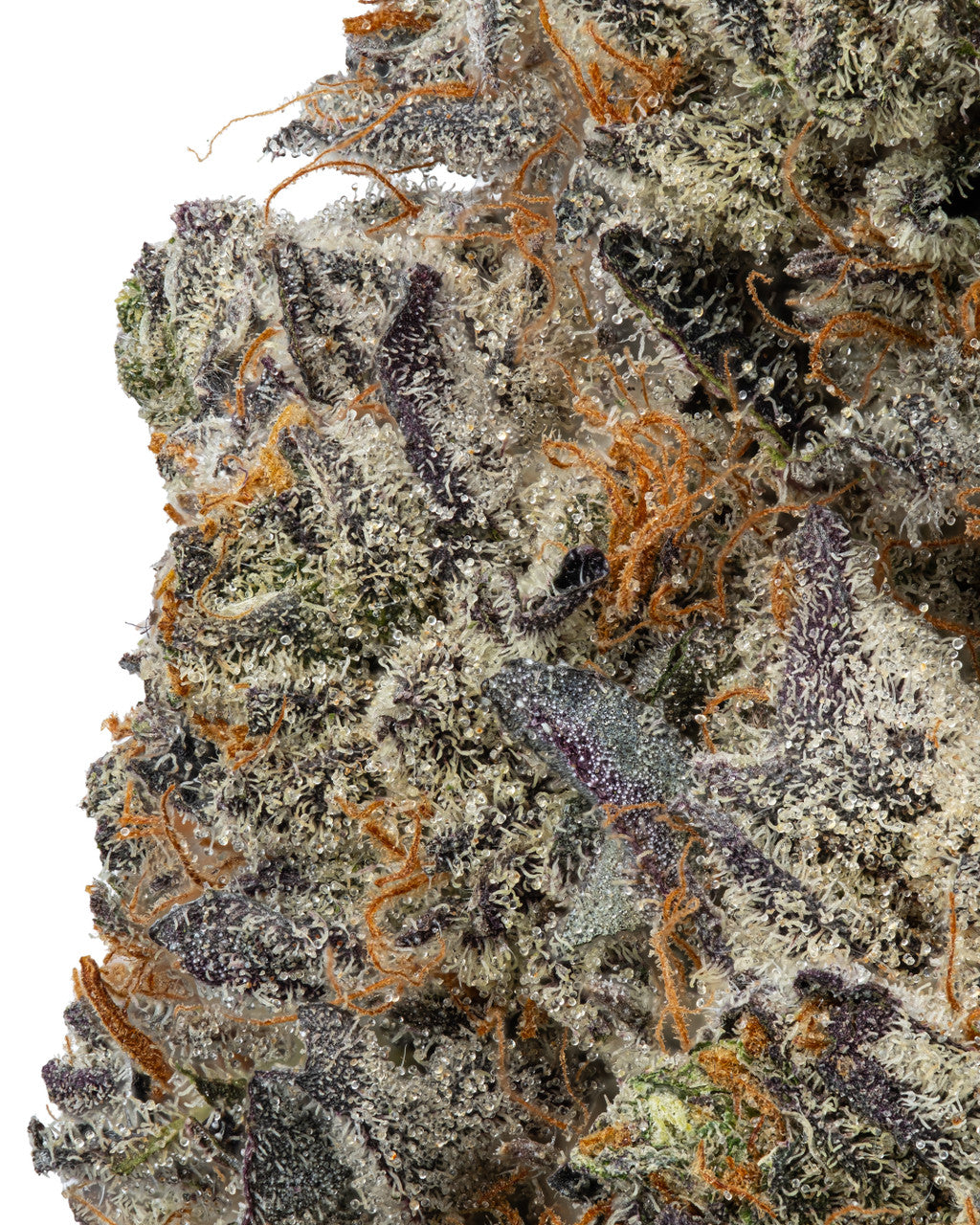 Premium Flower Black Runtz Hybrid Siesta G Dispensary Siesta G