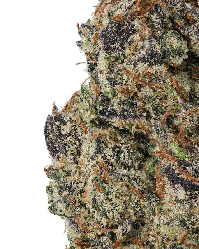 THC-A Flower Bolo Runtz Exotic Indica Siesta G Dispensary Siesta-G