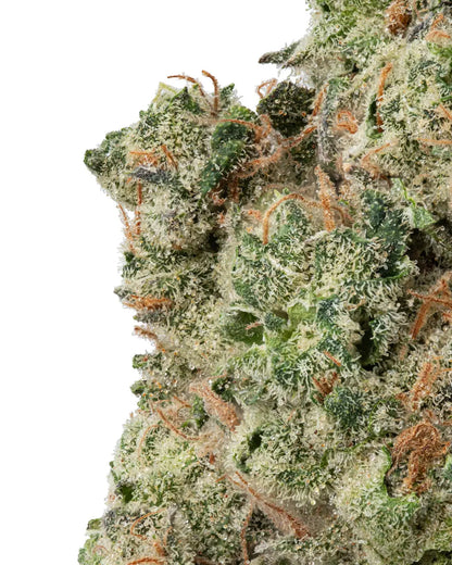 Premium Flower Cheetah Piss Hybrid KCMMM LLC Siesta G Dispensary