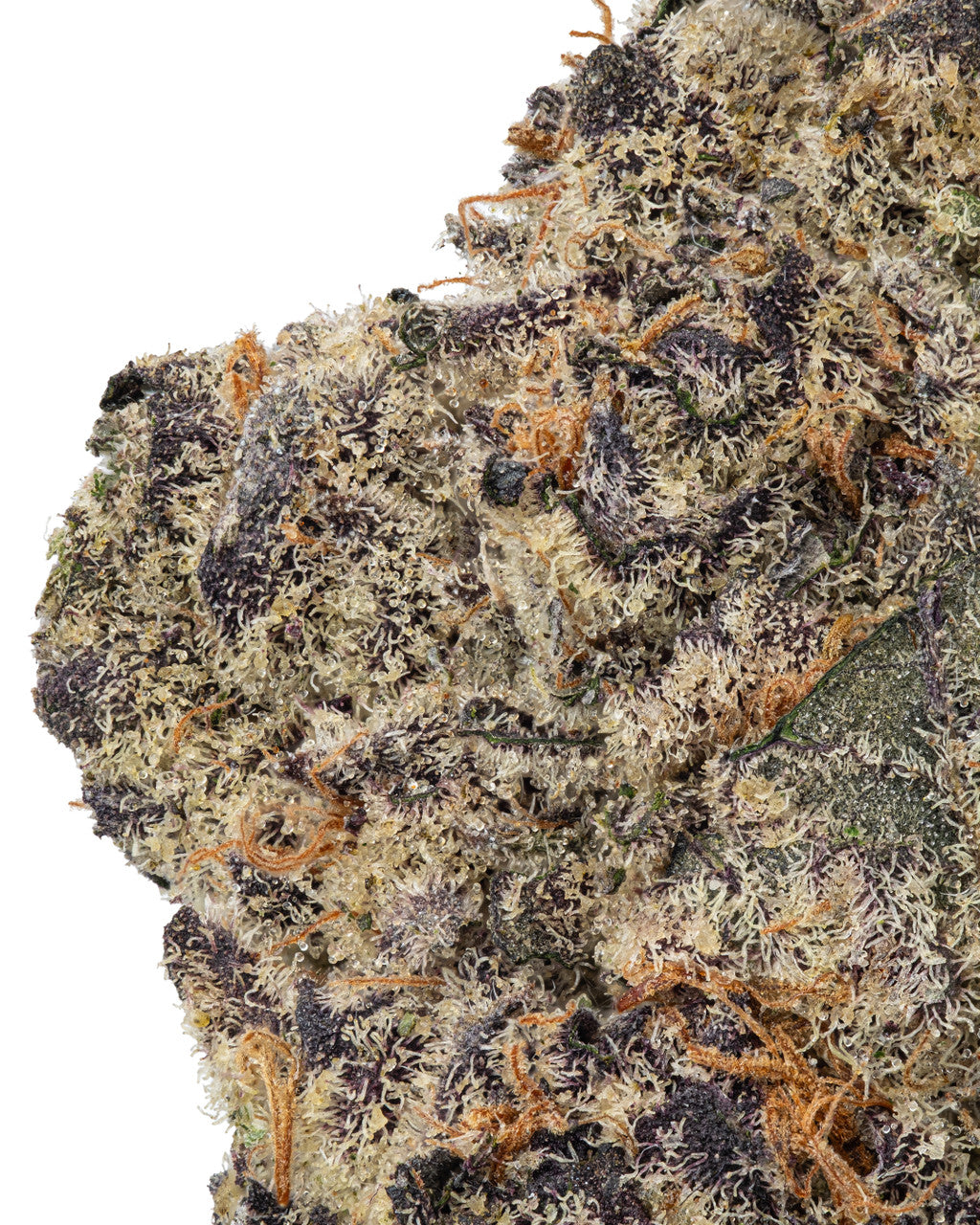 Critical Indica-Hybrid