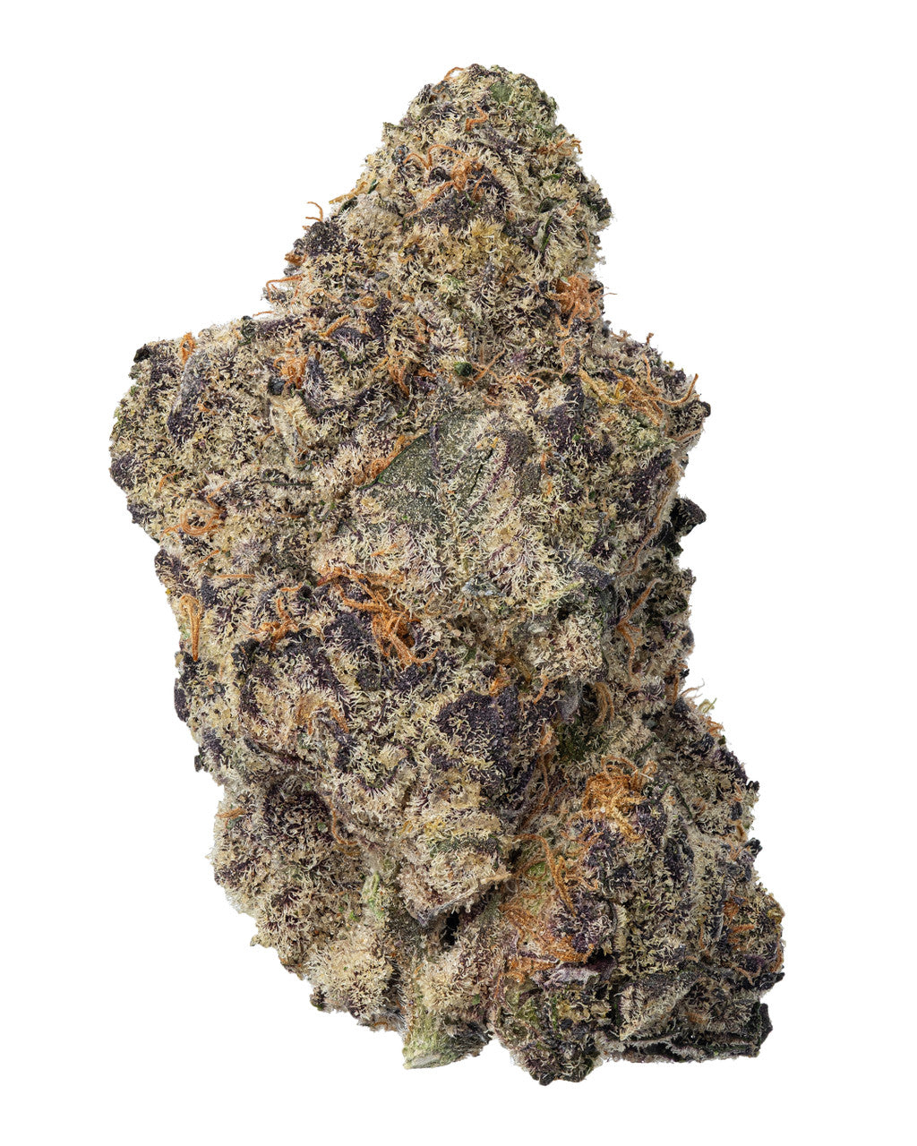 Critical Indica-Hybrid