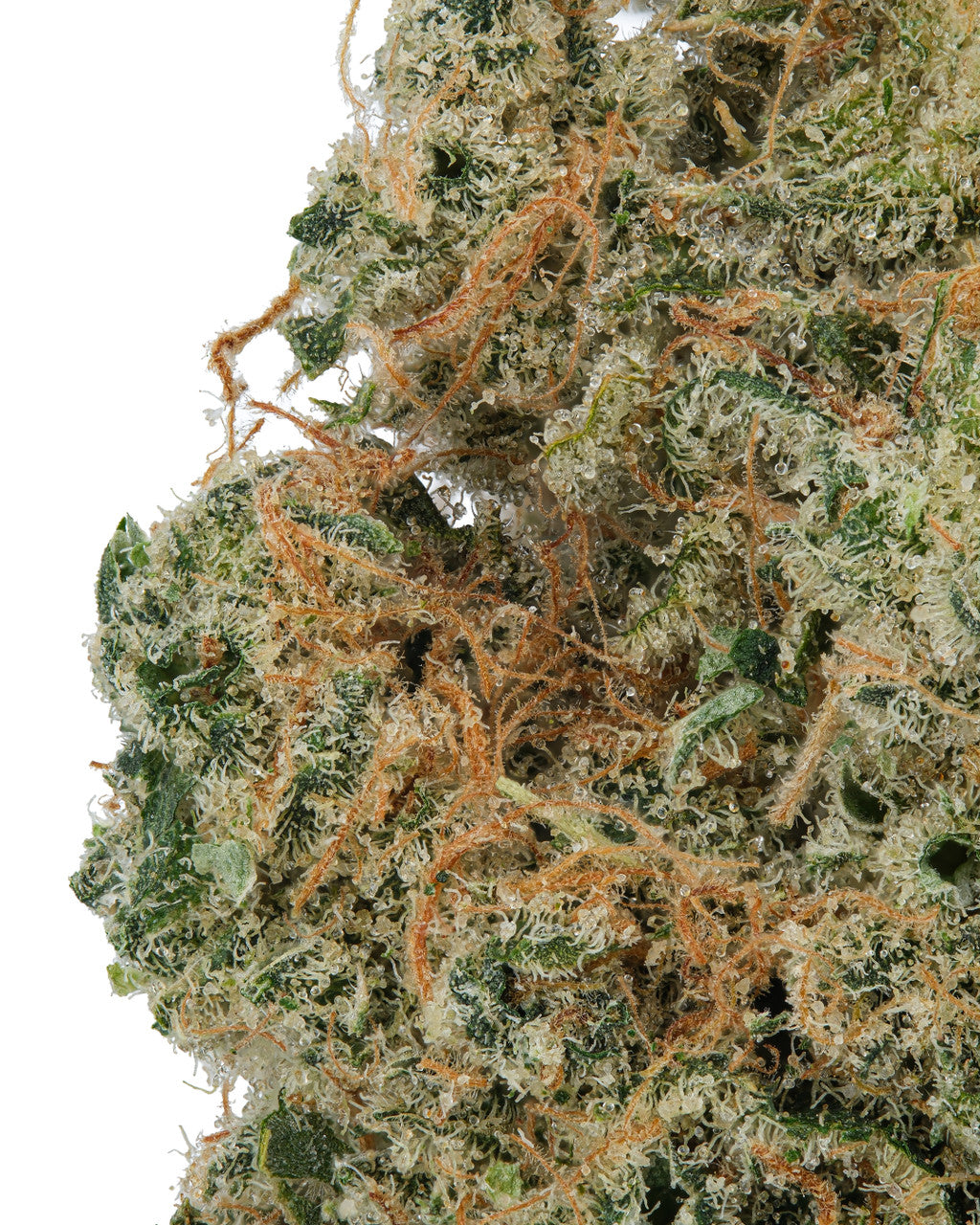 Dante Inferno Sativa