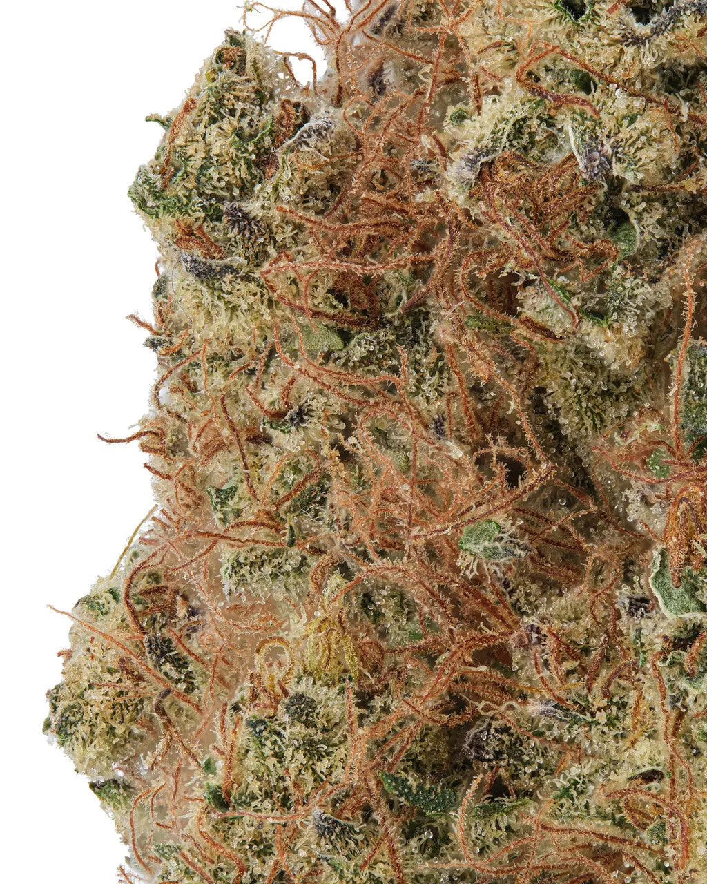 Premium Flower Doc Holiday Hybrid Alternative Health Distributioin Siesta G Dispensary