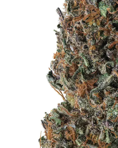 GG4 Indoor Premium Cannabis Flower Siesta G Dispensary