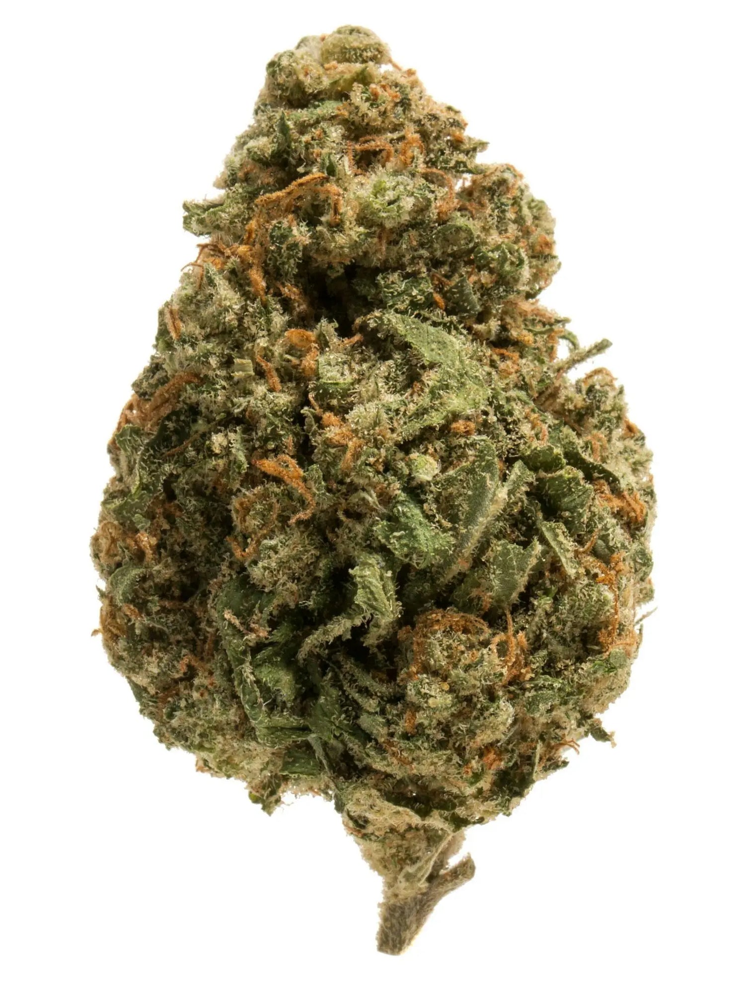 Premium Flower Garfield Hybrid Siesta G  Siesta G Dispensary